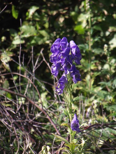 Aconitum carmichaelii 'Kelmscott' 