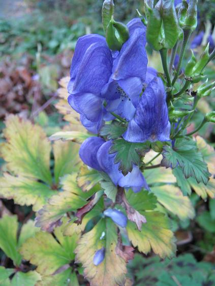 Aconitum japonicum ssp napiforme 