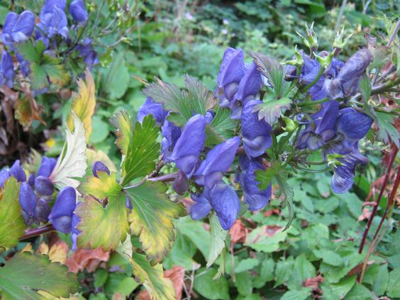 Aconitum japonicum ssp napiforme 