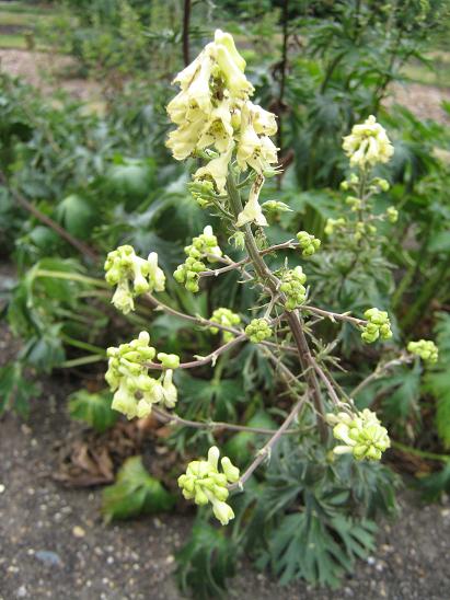 Aconitum lycoctonum ssp neapolitanum 