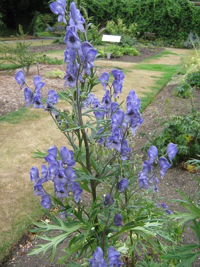 Aconitum napellus 