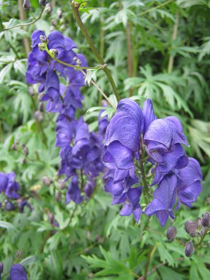 Aconitum 'Sparks Variety' 