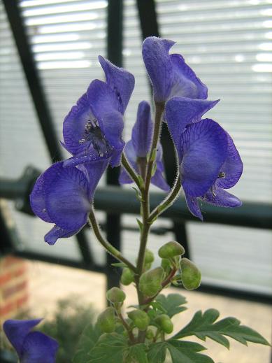 Aconitum uchiyamae 