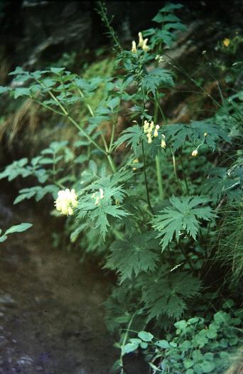 Aconitum vulparia 