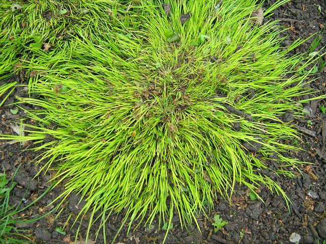 Acorus gramineus 'Hakuro Nishiki' 