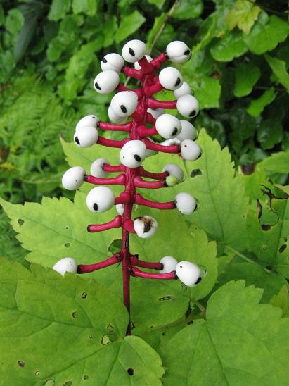 Actaea pachypoda 