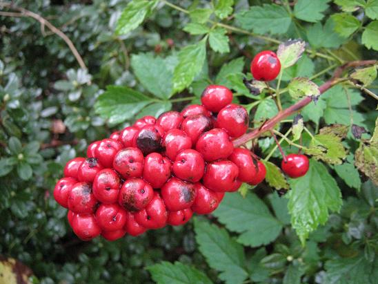 Actaea rubra 