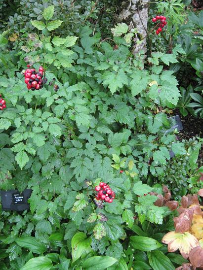 Actaea rubra 