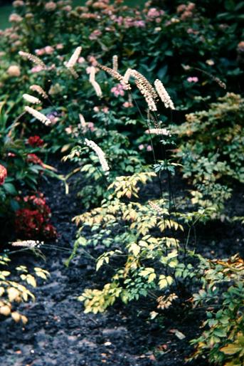 Actaea simplex 