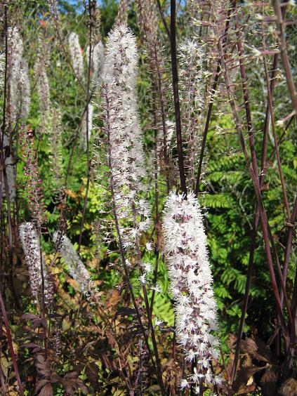 Actaea simplex Atropurpurea Group 