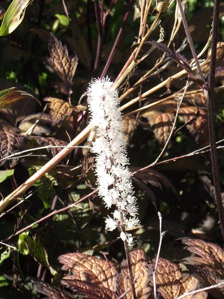 Actaea simplex 'Brunette' 