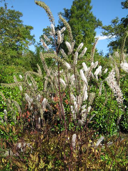 Actaea simplex 'Mountain Wave' 