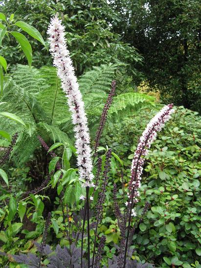 Actaea simplex 'Pink Spike' 