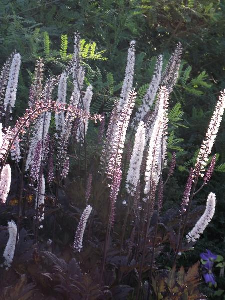 Actaea simplex 'Pink Spike' 