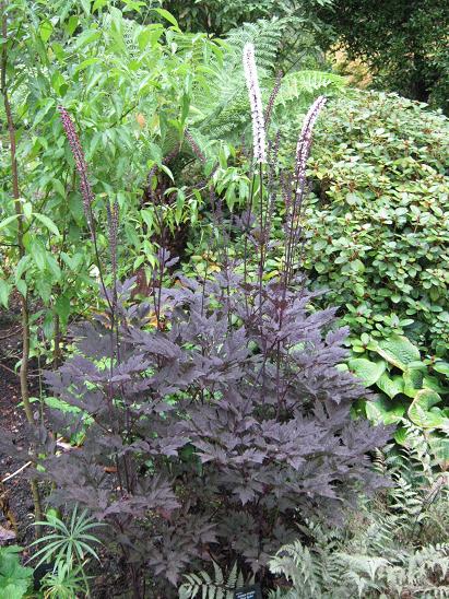 Actaea simplex 'Pink Spike' 