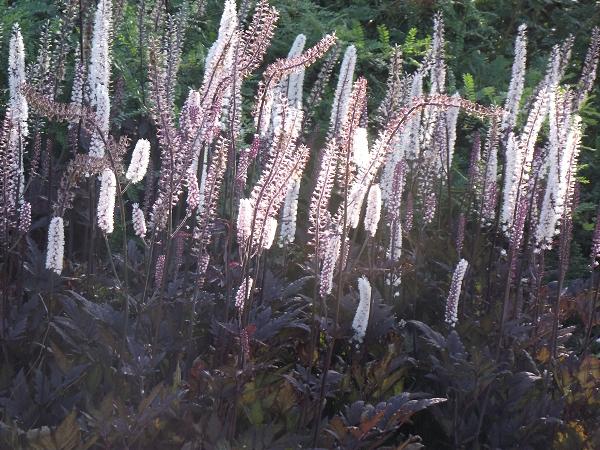 Actaea simplex 'Pink Spike' 