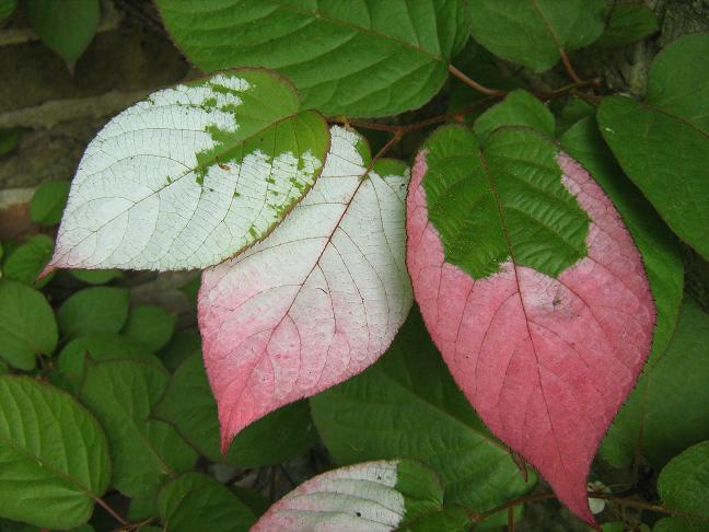 Actinidia kilomikta 