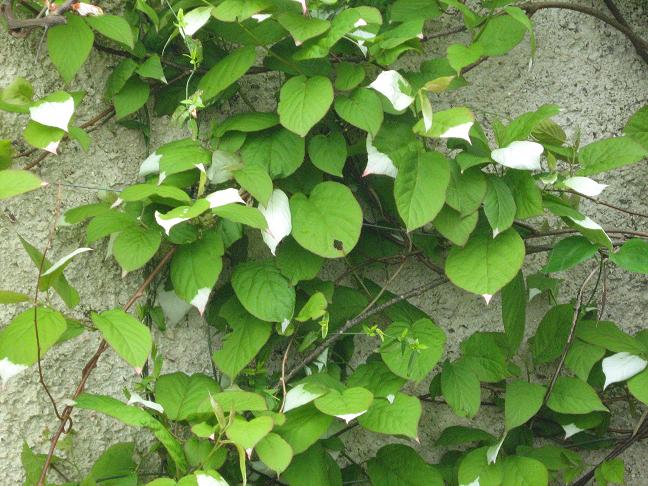 Actinidia kilomikta 