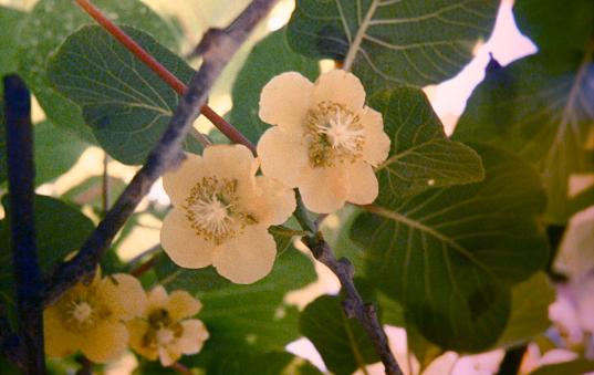 Actinidia x deliciosa 