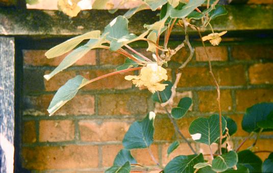 Actinidia x deliciosa 