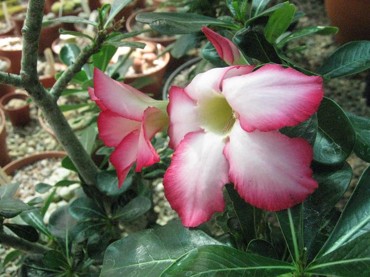 Adenium obesum 