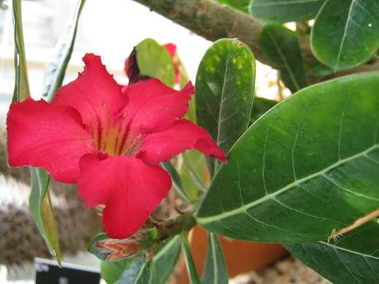 Adenium obesum 