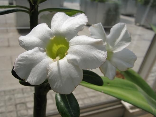 Adenium obesum f. albiflorum 