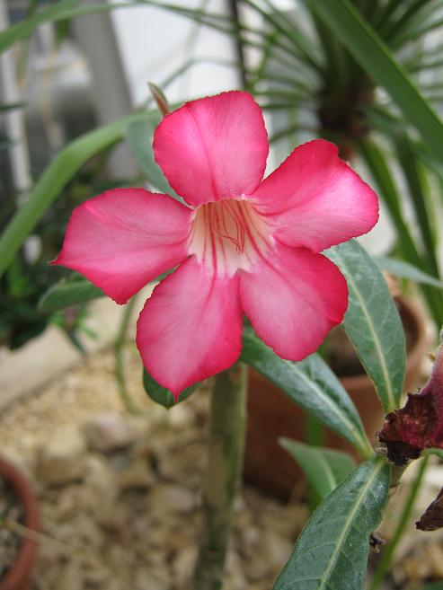 Adenium obesum 'Sunshine' 