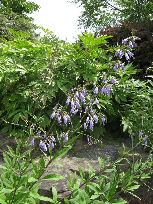 Adenophora triphylla var japonica 