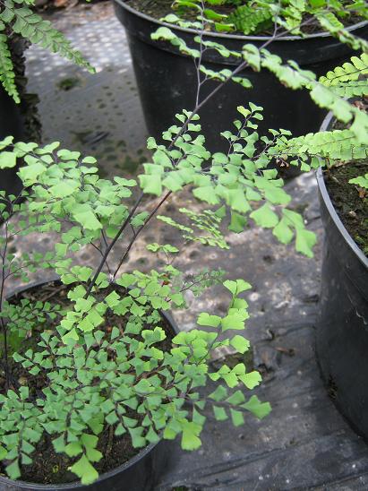 Adiantum capillus-veneris 