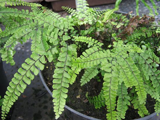 Adiantum diaphanum 