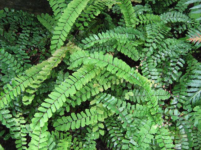 Adiantum edgeworthii 