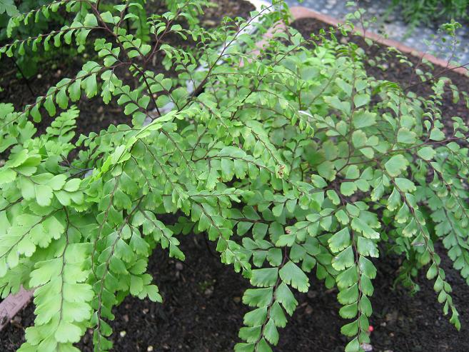 Adiantum formosum 