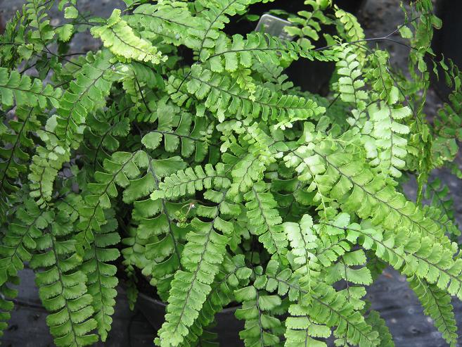 Adiantum incisum 