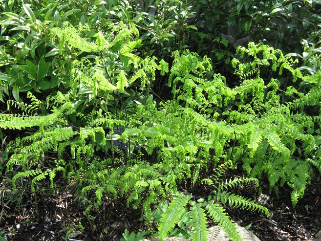 Adiantum pedatum 