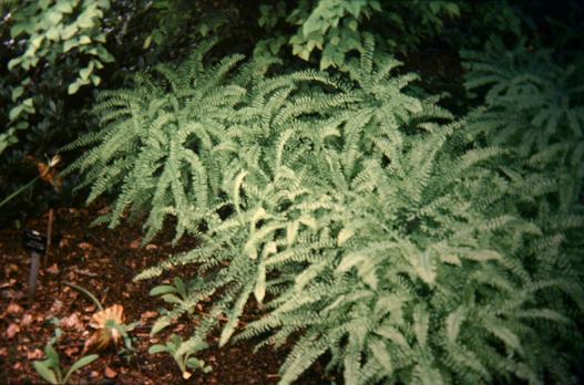 Adiantum pedatum 