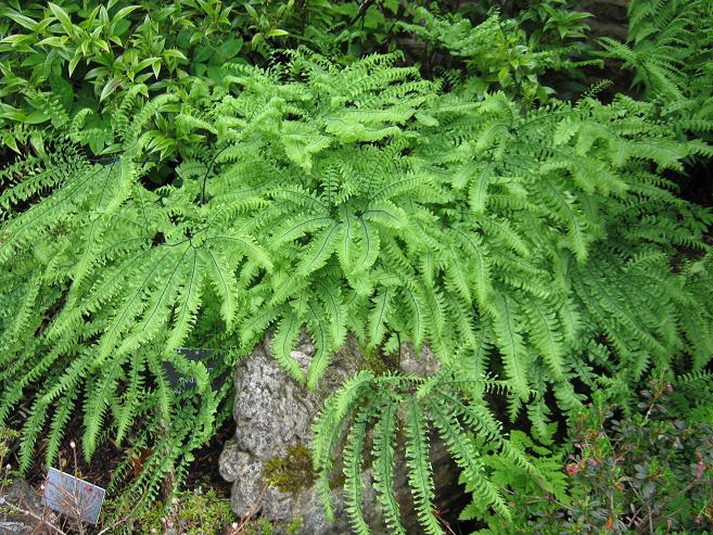 Adiantum pedatum 