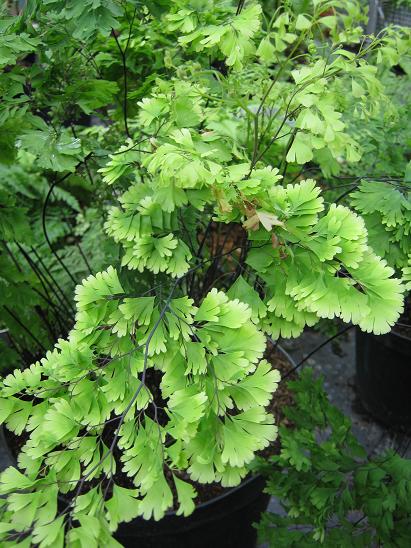 Adiantum raddianum 'Kensington Gem' 