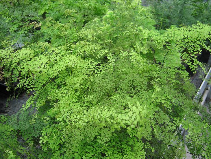 Adiantum raddianum 'Lawsonianum' 