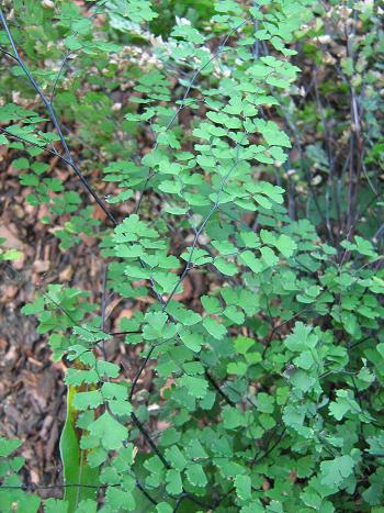 Adiantum raddianum 'Pelican' 