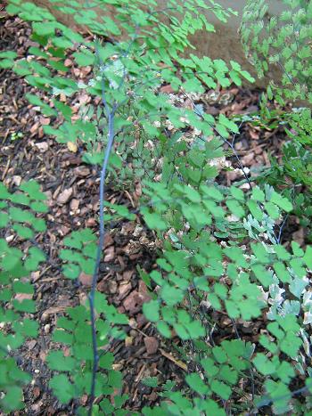 Adiantum raddianum 'Pelican' 