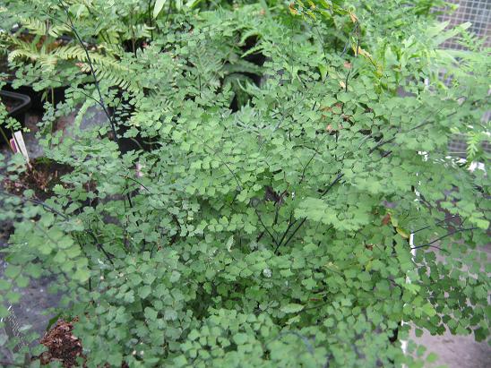 Adiantum raddianum 'Waltonii' 