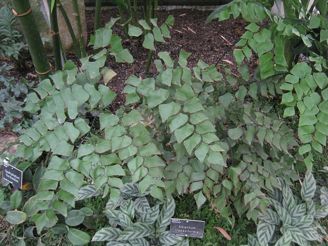 Adiantum trapeziforme 