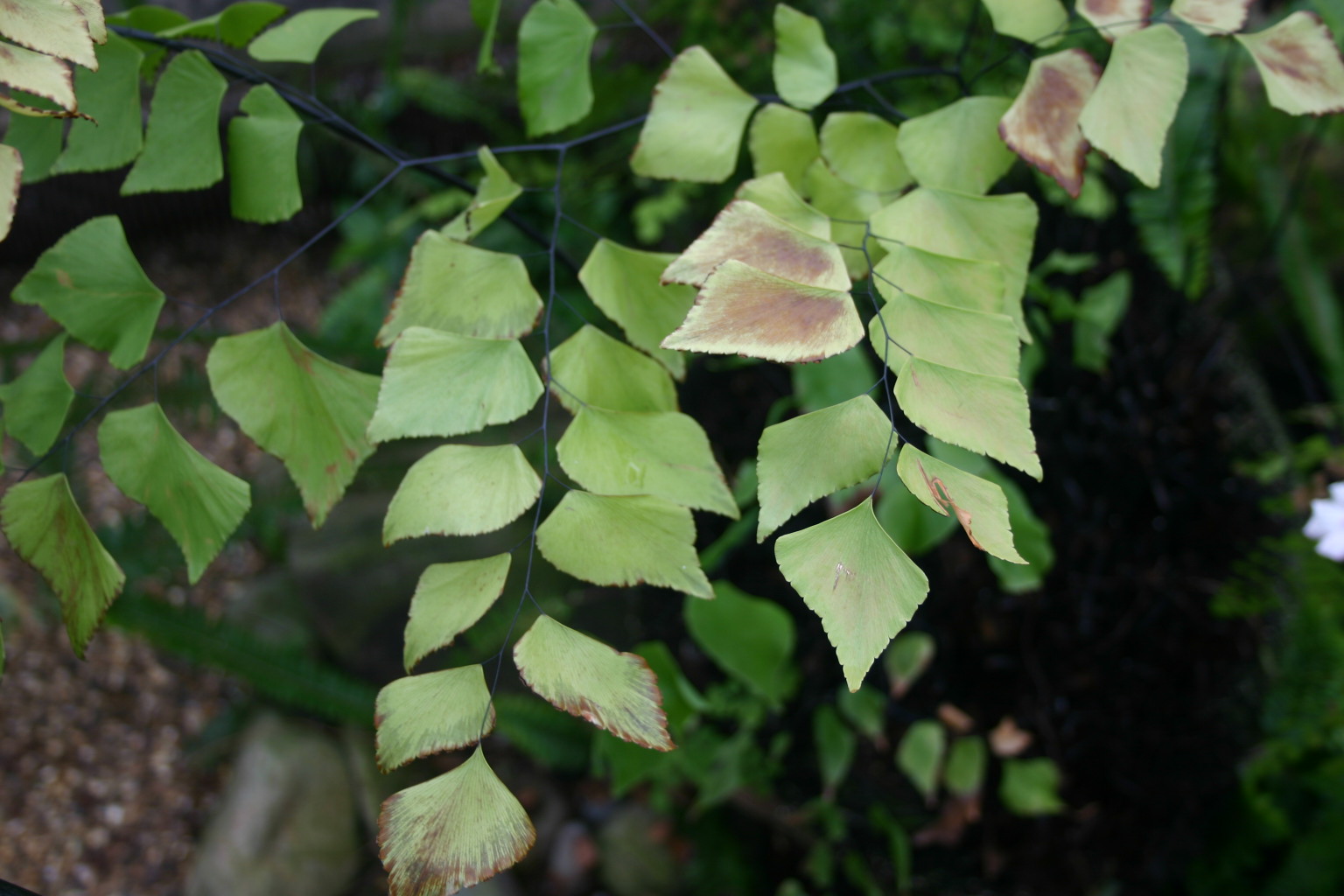 Adiantum trapeziforme 