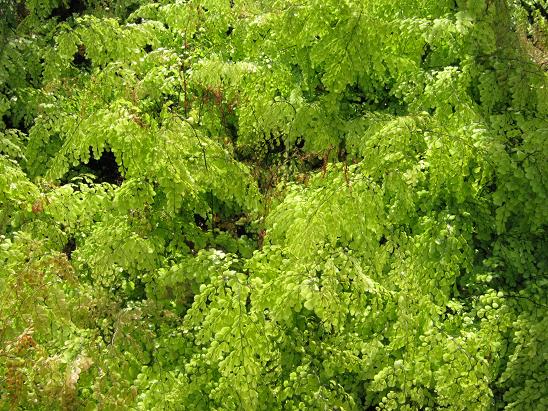 Adiantum venustum 