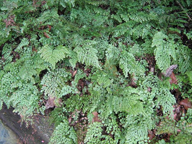 Adiantum venustum 