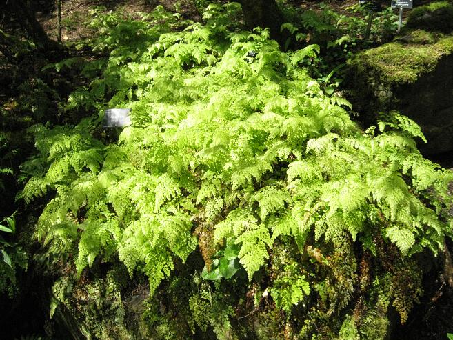 Adiantum venustum 