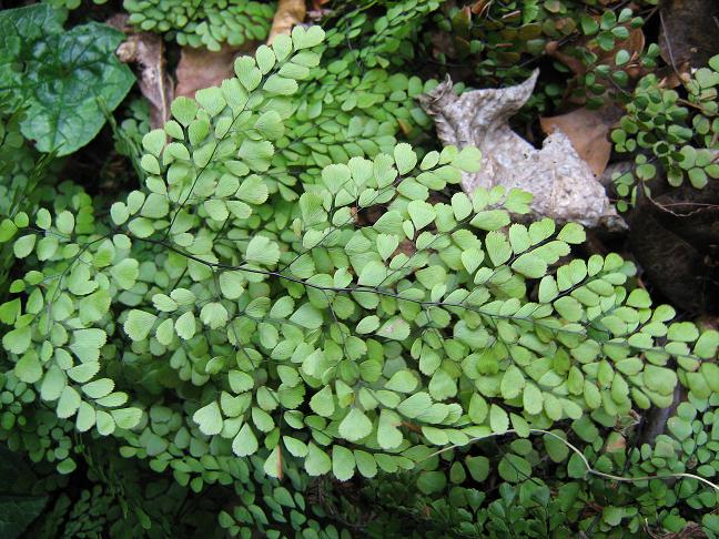 Adiantum venustum 