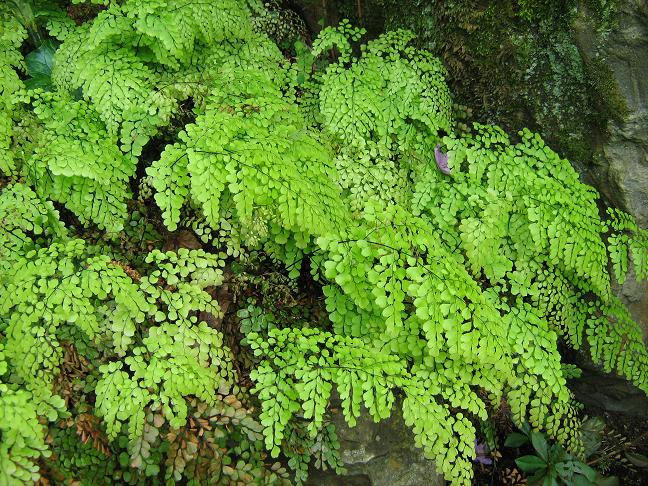 Adiantum venustum 