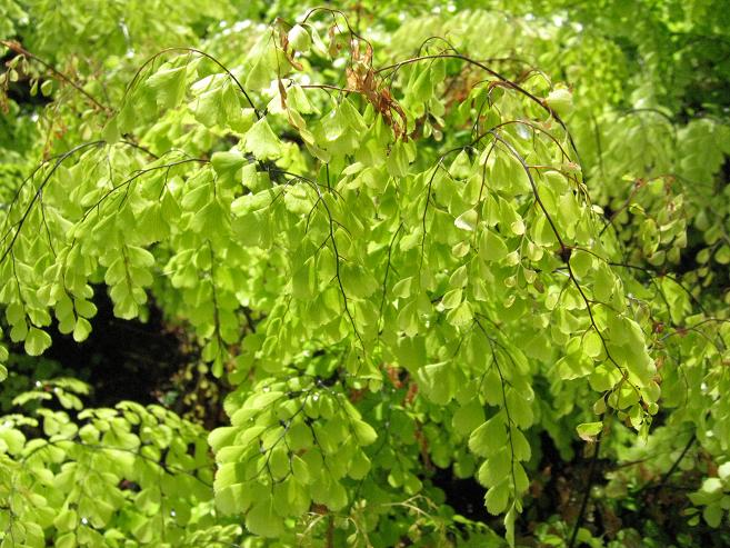 Adiantum venustum 